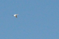 Bubulcus ibis coromandus