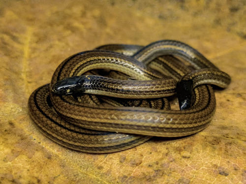 Photo of a Longhead Burrowing Snake (Apostolepis longicaudata)