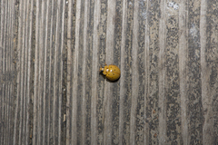 Harmonia sedecimnotata