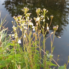 Cardamine amara
