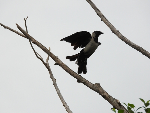 Daurian Jackdaw