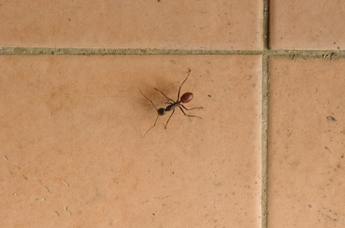 Dinomyrmex gigas gigas