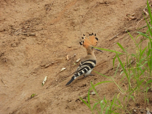 Common Hoopoe