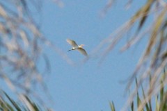 Bubulcus ibis coromandus