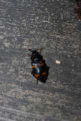 Nicrophorus nepalensis