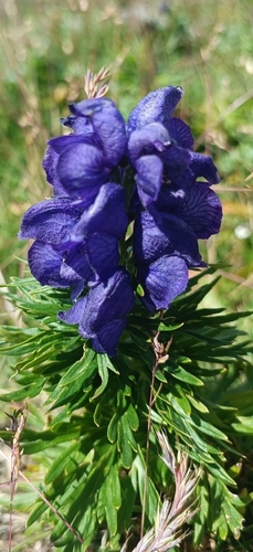 Aconitum tauricum, photograph 3