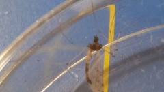 Dicranota maculata