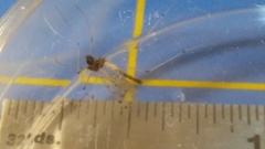 Dicranota maculata