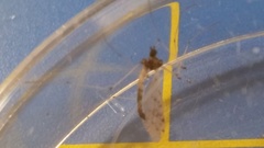 Dicranota maculata