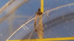Dicranota maculata