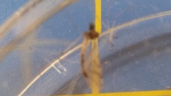 Dicranota maculata