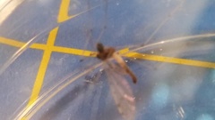Dicranota maculata