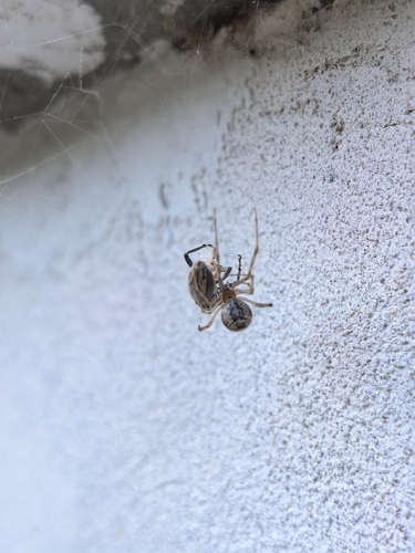 Common House Spider