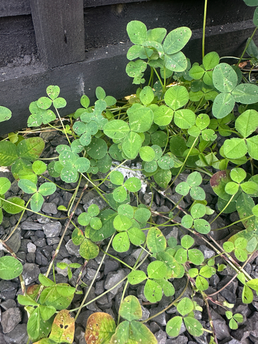 white clover