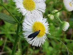 Adela caeruleella