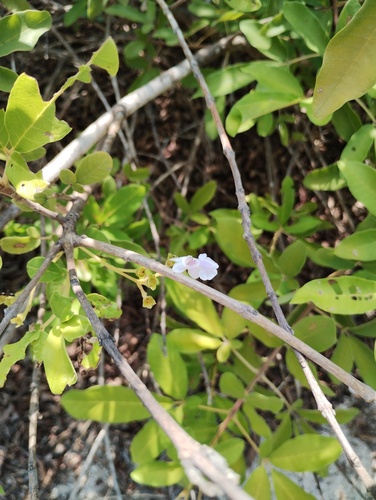Vitex mollis, photograph 1