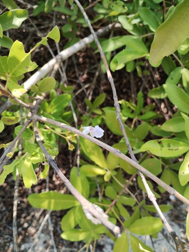 Vitex mollis, photograph 3