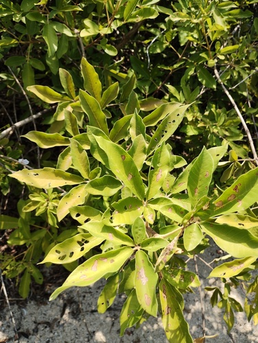 Vitex mollis, photograph 2