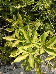 (c) Carlos Domínguez-Rodríguez, some rights reserved (CC BY) Vitex mollis, photograph (c) Carlos Domínguez-Rodríguez, some rights reserved (CC BY)