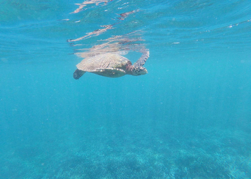 Hawksbill Sea Turtle