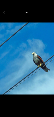 Brahminy Kite (Indian)