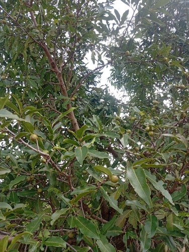 jackalberry
