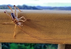 Talitropsis