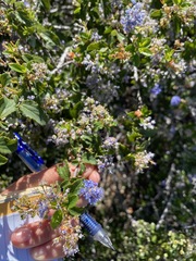 Ceanothus foliosus
