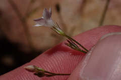 Saltugilia australis
