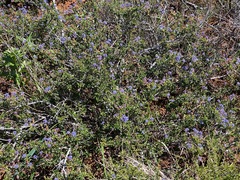 Ceanothus foliosus
