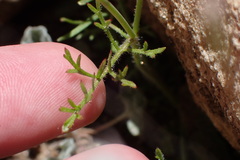 Saltugilia australis