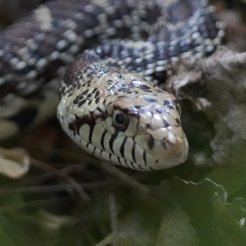 Bullsnake