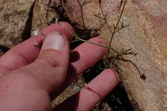 Saltugilia australis