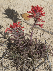 Castilleja chromosa