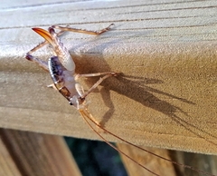 Talitropsis