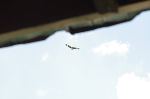 White-bellied Sea-Eagle