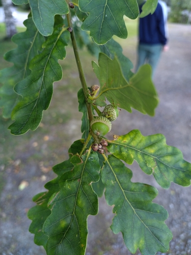 English oak