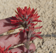 Castilleja chromosa