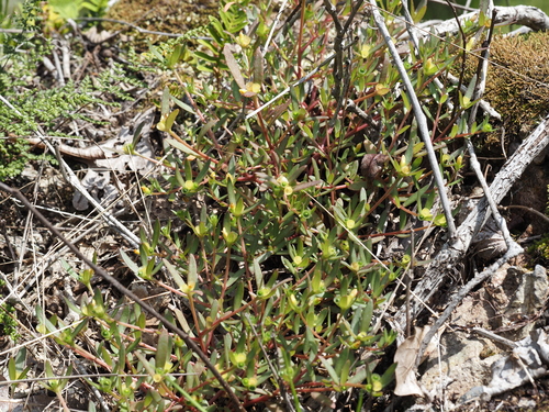 Cuban purslane (Portulaca biloba)
