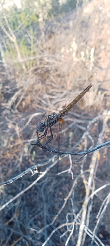 Violet Dropwing