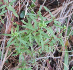 Kunzea ericoides