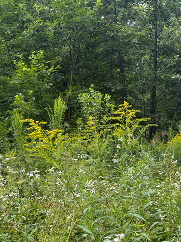 Canada goldenrod