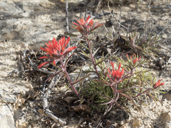 Castilleja chromosa