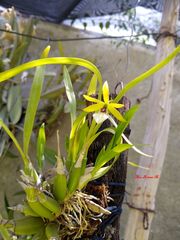 Prosthechea micropus
