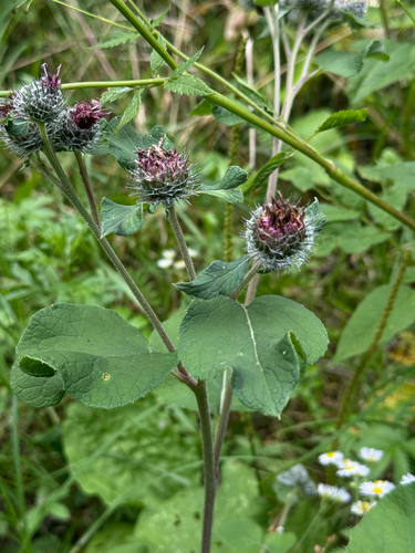 Woolly Burdock