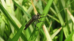 Asilidae