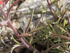 Castilleja chromosa