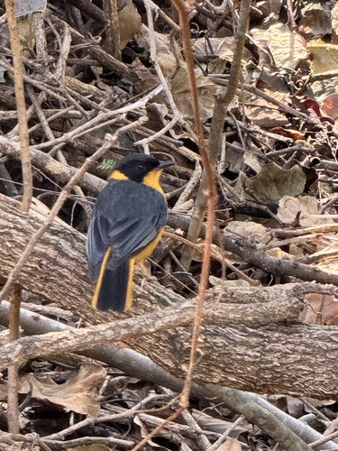 iNaturalist image