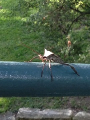 Acanthocephala declivis