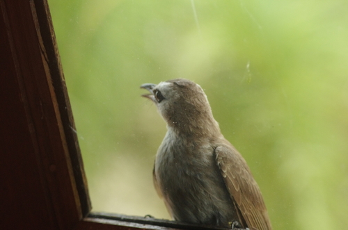 Yellow-vented Bulbul